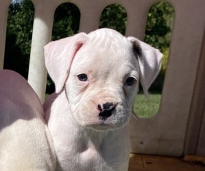Boxer Puppy for sale in NORTH LAWRENCE, OH, USA