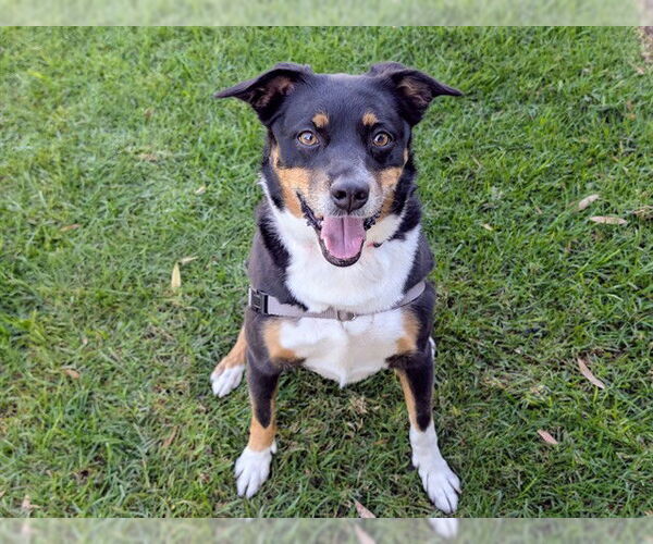 Medium Photo #1 Mutt Puppy For Sale in San Clemente, CA, USA