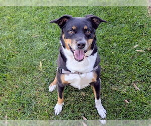 Mutt Dogs for adoption in San Clemente, CA, USA