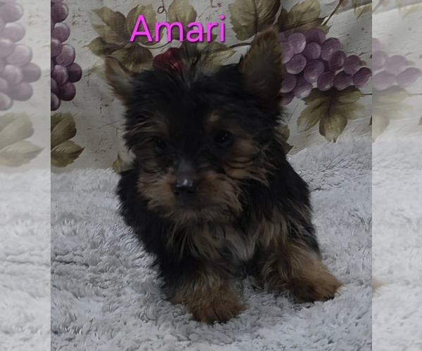 Medium Photo #2 Yorkshire Terrier Puppy For Sale in AZLE, TX, USA