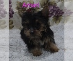 Small #1 Yorkshire Terrier