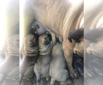Small Photo #3 Bullmastiff Puppy For Sale in BOMBAY, MN, USA