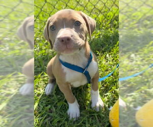 Bulldog Dogs for adoption in Tarrytown, GA, USA