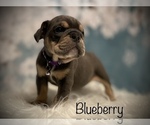 Small Photo #4 Bulldog Puppy For Sale in SPRING, TX, USA