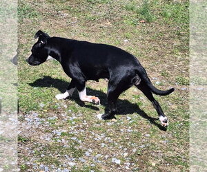 Mutt Dogs for adoption in MECHANICSBURG, PA, USA