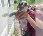 Puppy Ginger French Bullhuahua