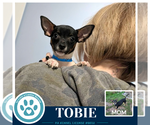 Tobie (Scooters Skittles) 100326 - Male Chiweenie Dog for Adoption - Small photo