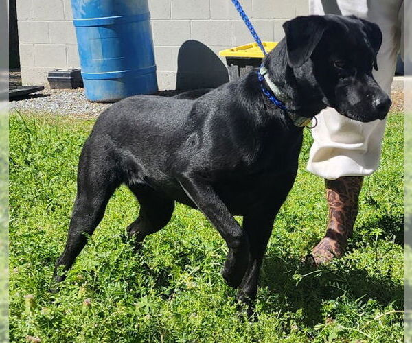 Medium Photo #1 Labrador Retriever-Unknown Mix Puppy For Sale in Wetumpka, AL, USA