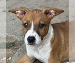 Labrador Retriever-Unknown Mix Dogs for adoption in Yardley, PA, USA