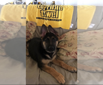 Small Photo #11 German Shepherd Dog Puppy For Sale in HEDGESVILLE, WV, USA
