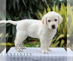 Small #4 Labrador Retriever