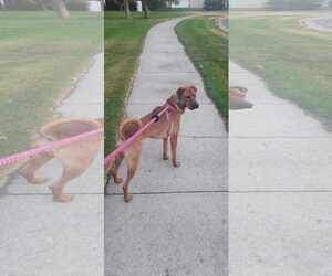 American Pit Bull Terrier-Chinese Shar-Pei Mix Dogs for adoption in Princeton, MN, USA