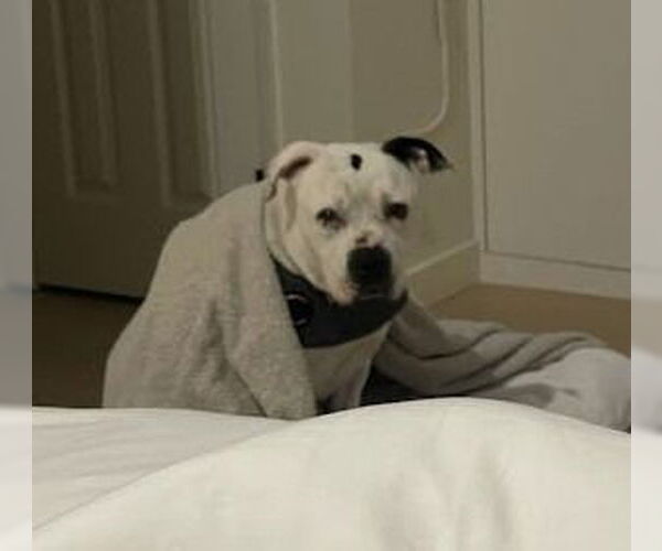 Medium Photo #20 American Staffordshire Terrier Puppy For Sale in Lake Forest, CA, USA
