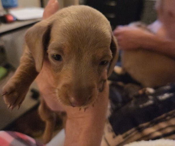 Medium Photo #1 Dachshund Puppy For Sale in NORFOLK, VA, USA