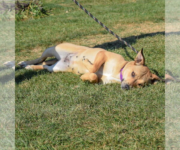 Medium Photo #7 American Staffordshire Terrier-Chinese Shar-Pei Mix Puppy For Sale in Huntley, IL, USA