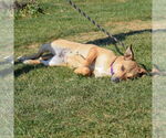 Small #6 American Staffordshire Terrier-Chinese Shar-Pei Mix