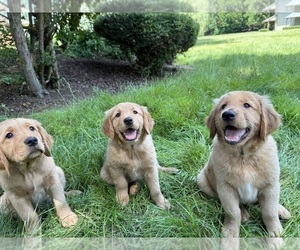 Golden Retriever Puppy for Sale in BATTLE GROUND, Washington USA