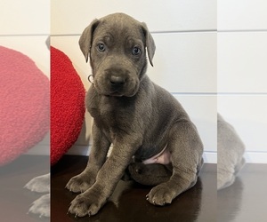Great Dane Puppy for sale in PLAINFIELD, IL, USA