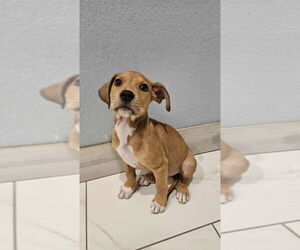 Medium American Pit Bull Terrier-Catahoula Leopard Dog Mix