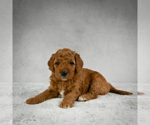 Goldendoodle Puppy for sale in FROSTPROOF, FL, USA