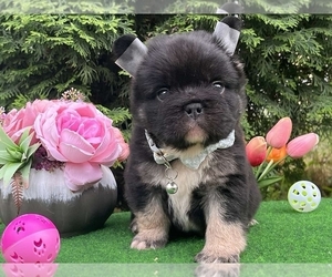 French Bulldog Puppy for sale in BOSTON, MA, USA