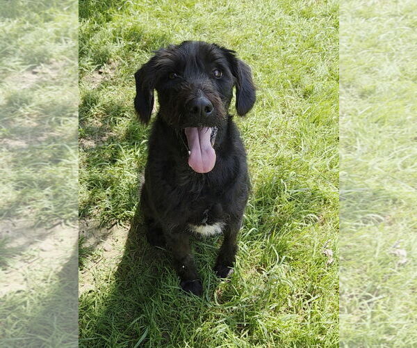 Medium Photo #4  Puppy For Sale in , 