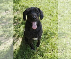 Labrador Retriever-Unknown Mix Dogs for adoption in New Castle, DE, USA
