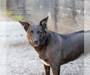 Jupiter - Female Mutt Dog for Adoption - Photo #4