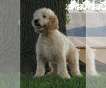 Small Photo #3 Goldendoodle (Miniature) Puppy For Sale in NAPPANEE, IN, USA