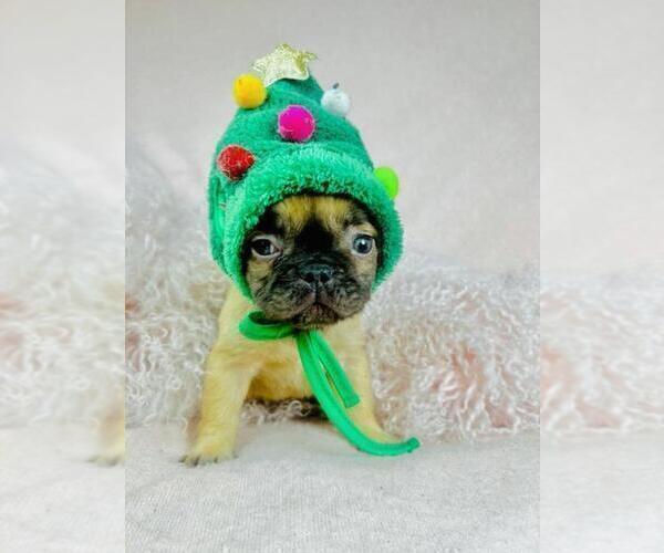 Medium Photo #8 Shih Tzu Puppy For Sale in MIAMI, FL, USA