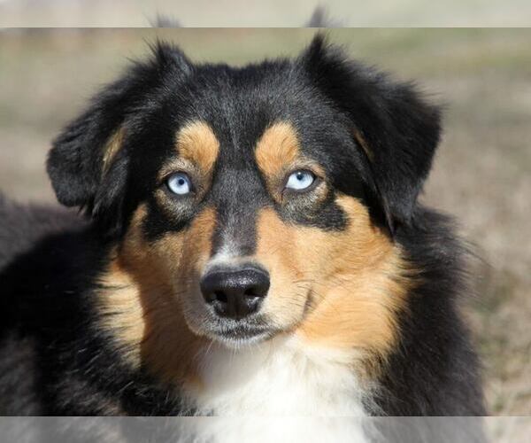 Medium Photo #1 Australian Shepherd Puppy For Sale in CHEHALIS, WA, USA