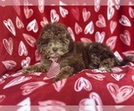 Small #2 ShihPoo