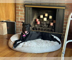 Labrador Retriever-Unknown Mix Dogs for adoption in Anchorage, AK, USA
