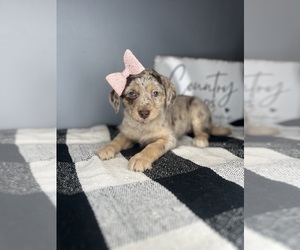 Chi-Poo (Toy) Puppy for sale in INDIANAPOLIS, IN, USA