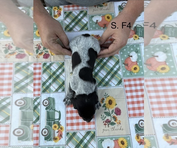 Medium Photo #13 German Shorthaired Pointer Puppy For Sale in ARGONNE, WI, USA