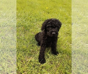 Goldendoodle Dogs for adoption in St. Louis Park, MN, USA