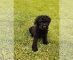 Small Goldendoodle