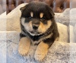Puppy Tora Shiba Inu