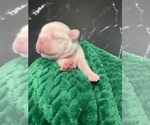 Small Photo #34 Boston Terrier Puppy For Sale in TULARE, CA, USA