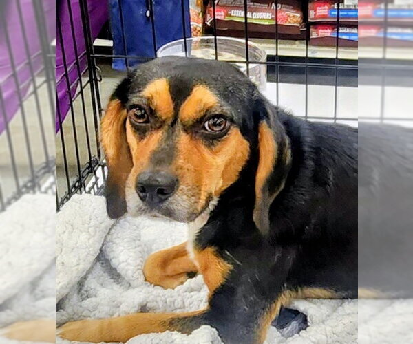 Medium Photo #2 Beagle Puppy For Sale in Oakland Park, FL, USA