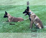 Small #3 Belgian Malinois