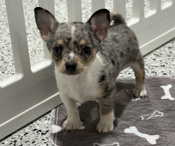 Medium Photo #1 Chihuahua Puppy For Sale in MARCUS, IA, USA
