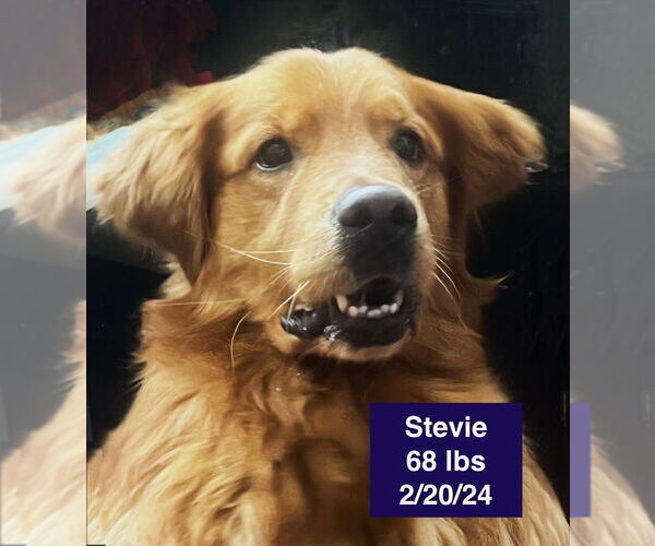 Medium Photo #2 Golden Retriever Puppy For Sale in West Hollywood, CA, USA