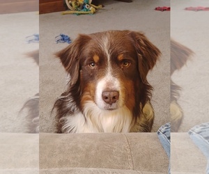 Father of the Miniature American Shepherd puppies born on 04/30/2025