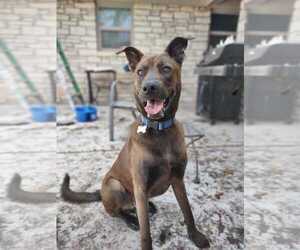 Labrador Retriever-Unknown Mix Dogs for adoption in McKinney, TX, USA