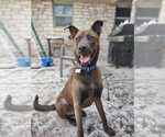 Small Labrador Retriever Mix