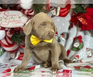 Labrador Retriever Puppy for sale in LANCASTER, PA, USA