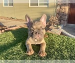Small #7 French Bulldog