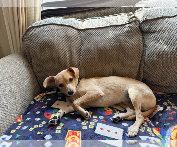 Medium Photo #3 Rat-Cha Puppy For Sale in Jackson Township, NJ, USA