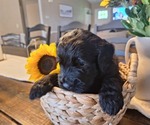 Small Photo #31 Goldendoodle Puppy For Sale in LOUISA, VA, USA